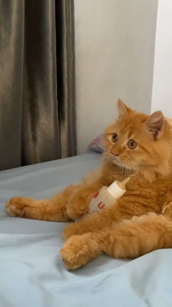 Gros bébé devant la télé