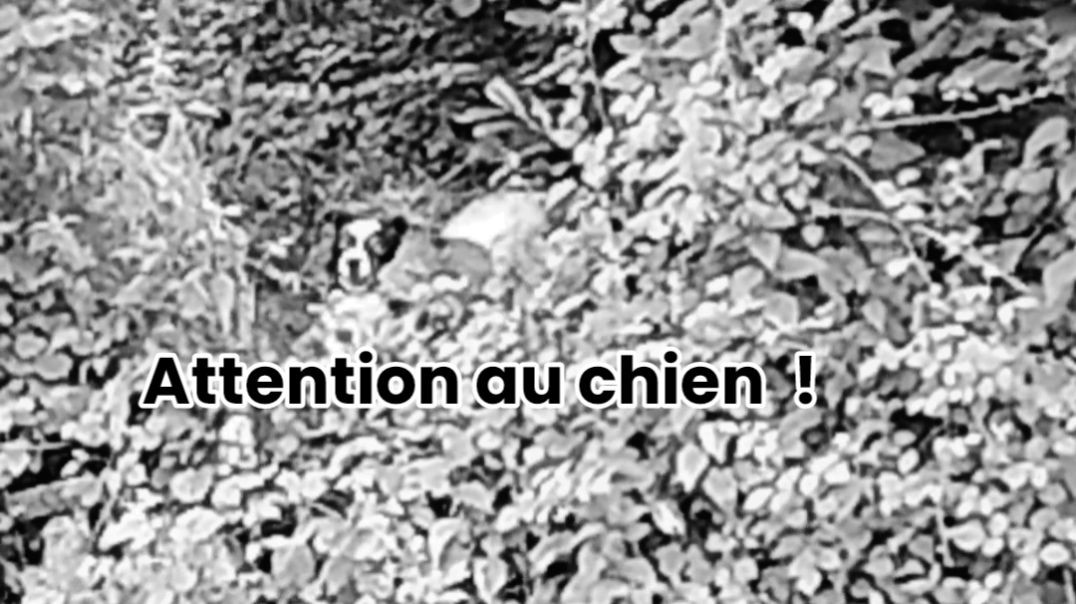 🐴 Les chevaux et le chien 🐕 // Montage sordide