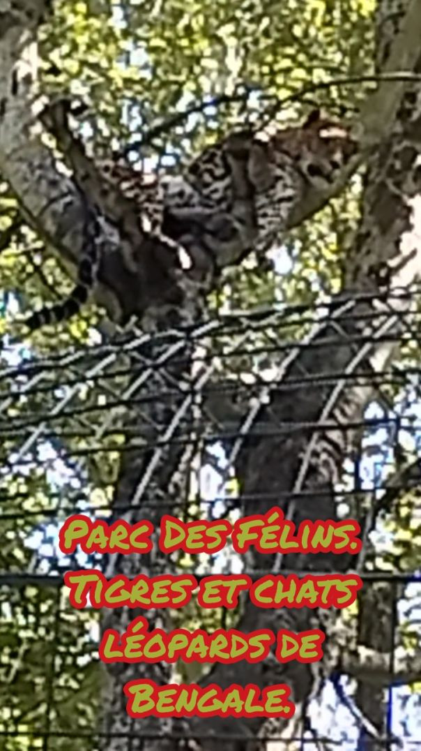 Parc Des Félins - Tigres et Chats léopards de Bengale