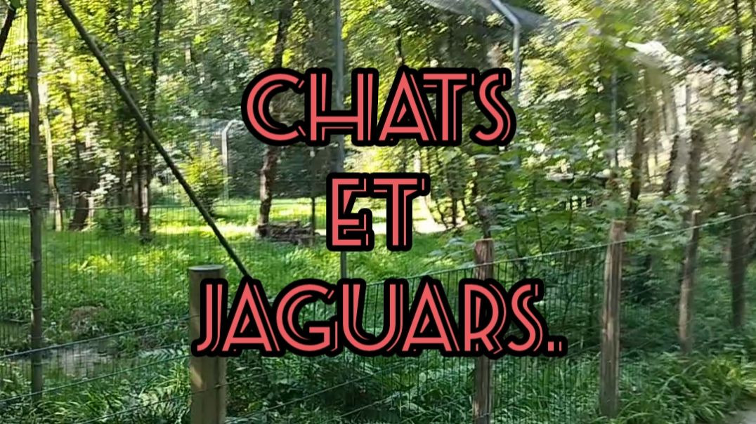 Parc des Félins - Chat léopard de Bengale et jaguar - Lundi 12 août 2024