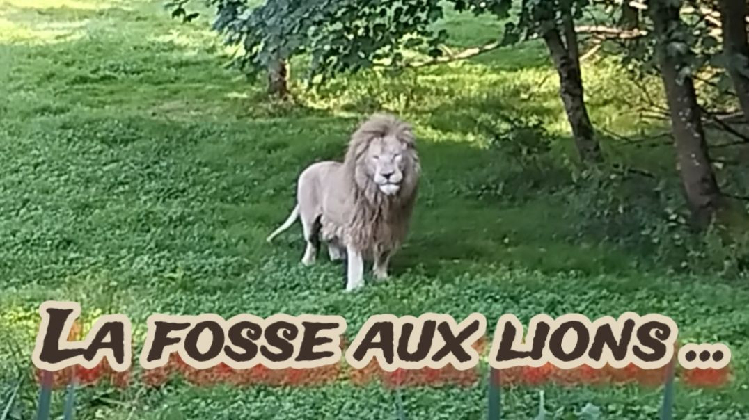🦁 Parc Des Félins - Vues sur les lions - Lundi 12 août 2024