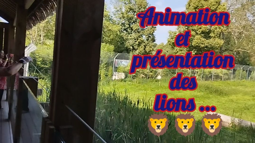 🦁 Parc Des Félins - Animation et présentation sur les lions - Lundi 12 août 2024