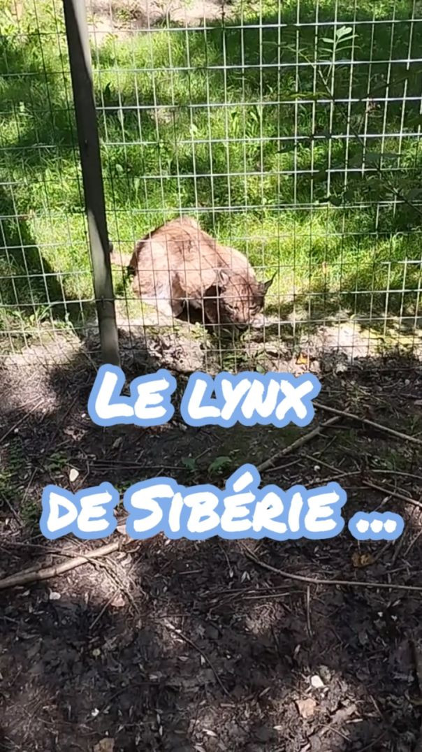 Parc Des Félins - Le lynx de Sibérie