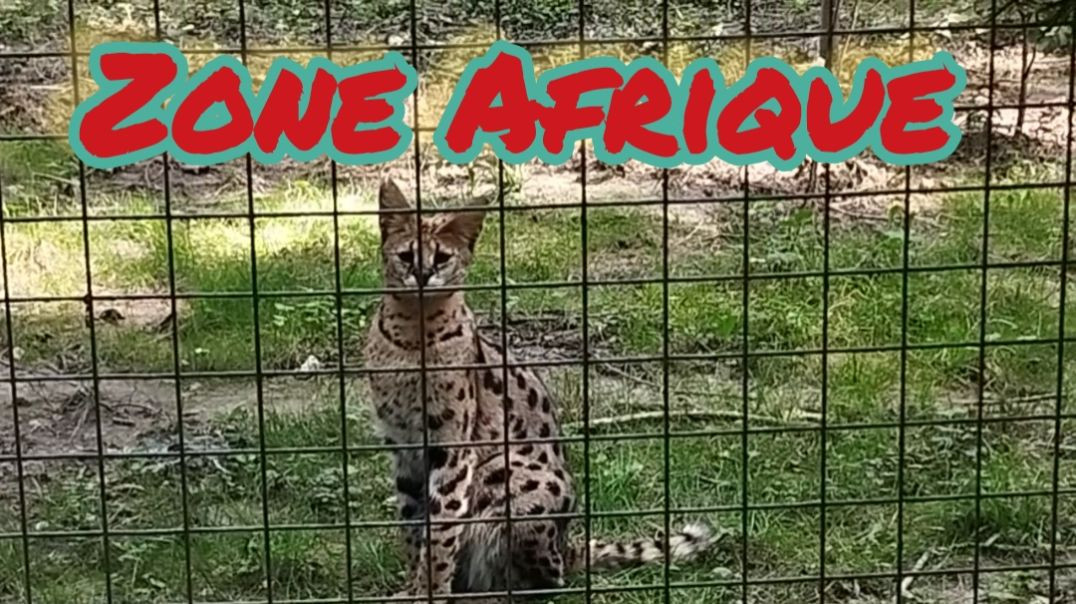 Parc Des Félins - Zone Afrique (la dernière de notre visite) - Lundi 12 août 2024
