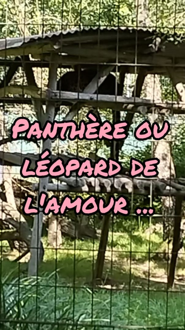 Parc Des Félins - Panthère ou léopard de l'amour