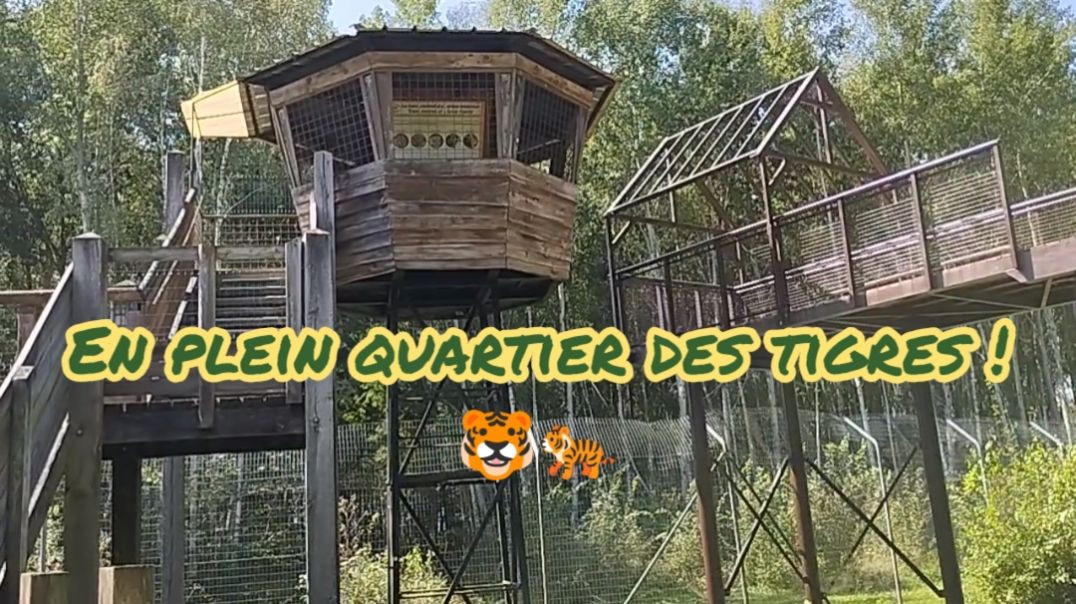 🐯 Parc Des Félins - Dans le quartier des tigres