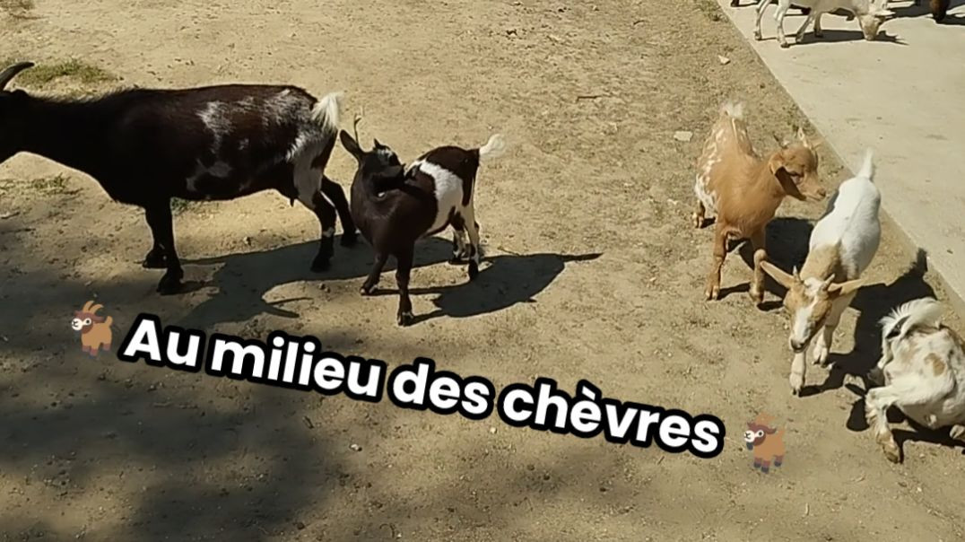 🐐 Parc des Félins - Au milieu des chèvres à la ferme câline - Lundi 12 août 2024