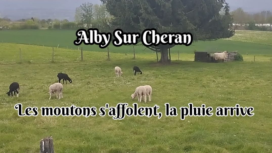 🪧 Alby Sur Cheran - 🐑 Les moutons s'affolent, 🌧️ la pluie arrive - 🗓️ Le 23/04/2025